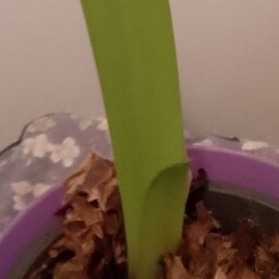 Your Holiday Amaryllis Is Actually Hippeastrum