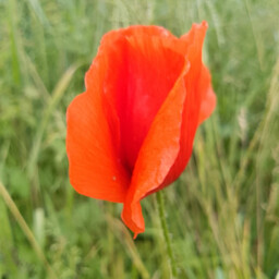 Beyond the Petal: Unearthing the Poppy's Layers of Symbolism, Surprising Uses, and Beauty